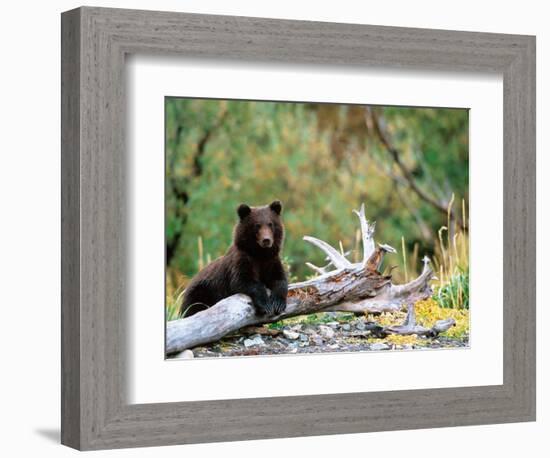 Brown Bear Cub in Katmai National Park, Alaska, USA-Dee Ann Pederson-Framed Photographic Print