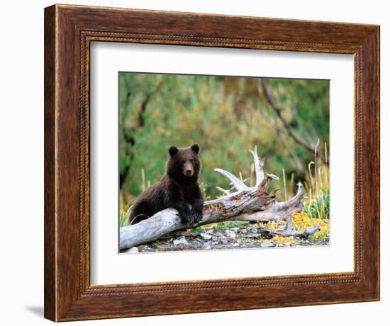 Brown Bear Cub in Katmai National Park, Alaska, USA-Dee Ann Pederson-Framed Photographic Print