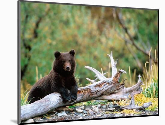 Brown Bear Cub in Katmai National Park, Alaska, USA-Dee Ann Pederson-Mounted Photographic Print