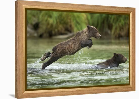 Brown Bear Cub, Katmai National Park, Alaska-Paul Souders-Framed Premier Image Canvas