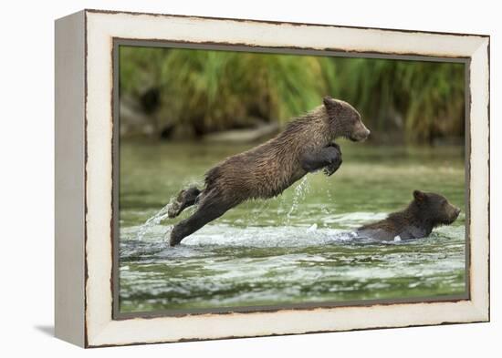 Brown Bear Cub, Katmai National Park, Alaska-Paul Souders-Framed Premier Image Canvas