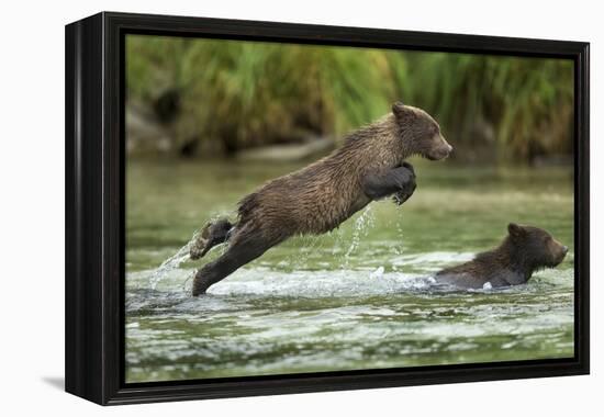 Brown Bear Cub, Katmai National Park, Alaska-Paul Souders-Framed Premier Image Canvas