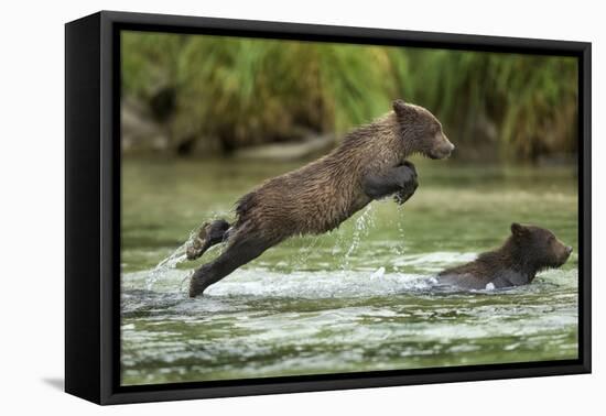 Brown Bear Cub, Katmai National Park, Alaska-Paul Souders-Framed Premier Image Canvas