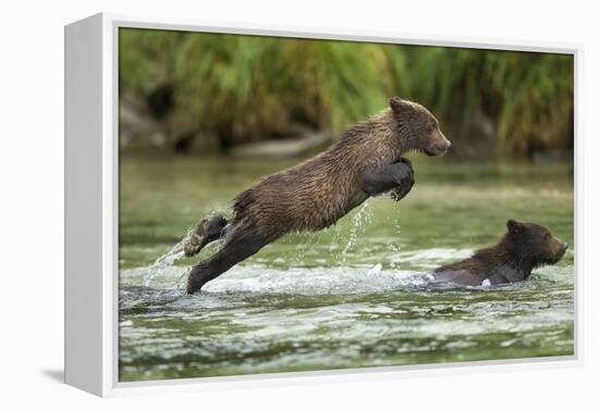 Brown Bear Cub, Katmai National Park, Alaska-Paul Souders-Framed Premier Image Canvas