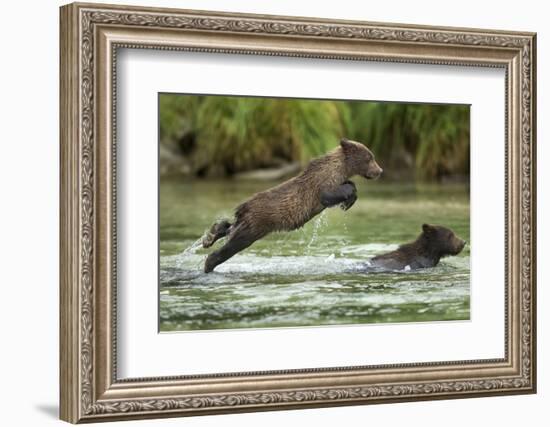 Brown Bear Cub, Katmai National Park, Alaska-Paul Souders-Framed Premium Photographic Print