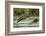 Brown Bear Cub, Katmai National Park, Alaska-Paul Souders-Framed Premium Photographic Print