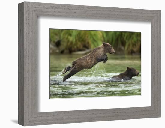 Brown Bear Cub, Katmai National Park, Alaska-Paul Souders-Framed Premium Photographic Print