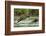 Brown Bear Cub, Katmai National Park, Alaska-Paul Souders-Framed Premium Photographic Print