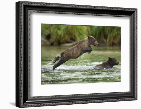 Brown Bear Cub, Katmai National Park, Alaska-Paul Souders-Framed Premium Photographic Print