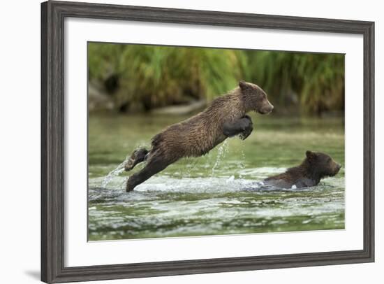 Brown Bear Cub, Katmai National Park, Alaska-Paul Souders-Framed Photographic Print