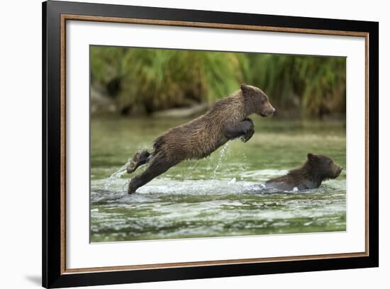 Brown Bear Cub, Katmai National Park, Alaska-Paul Souders-Framed Photographic Print