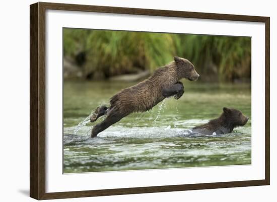 Brown Bear Cub, Katmai National Park, Alaska-Paul Souders-Framed Photographic Print