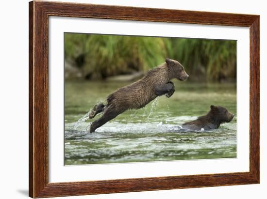 Brown Bear Cub, Katmai National Park, Alaska-Paul Souders-Framed Photographic Print