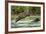 Brown Bear Cub, Katmai National Park, Alaska-Paul Souders-Framed Photographic Print