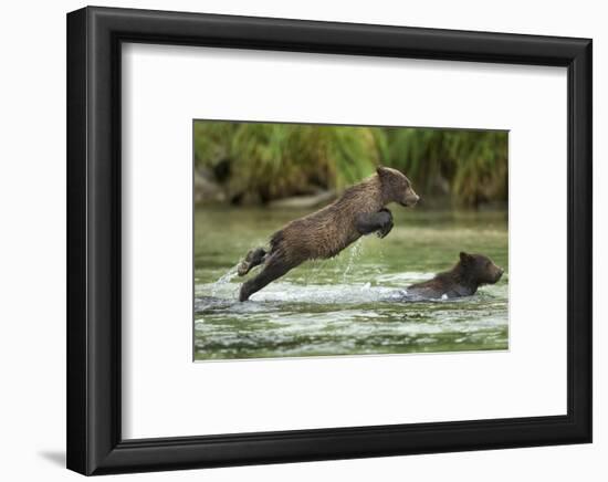 Brown Bear Cub, Katmai National Park, Alaska-Paul Souders-Framed Photographic Print