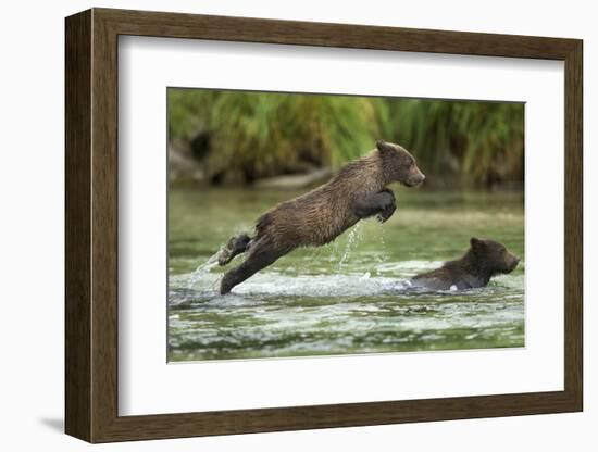 Brown Bear Cub, Katmai National Park, Alaska-Paul Souders-Framed Photographic Print