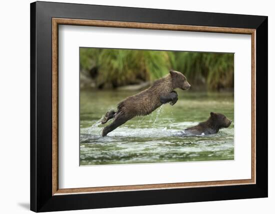 Brown Bear Cub, Katmai National Park, Alaska-Paul Souders-Framed Photographic Print