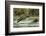 Brown Bear Cub, Katmai National Park, Alaska-Paul Souders-Framed Photographic Print