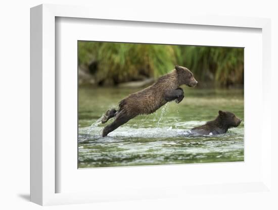 Brown Bear Cub, Katmai National Park, Alaska-Paul Souders-Framed Photographic Print