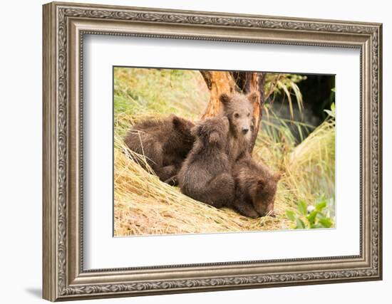 Brown Bear Cub Nuzzling Another beside Tree-Nick Dale-Framed Photographic Print