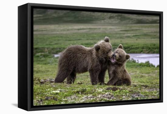 Brown Bear Cubs at Play 2-Art Wolfe-Framed Premier Image Canvas