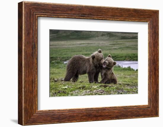 Brown Bear Cubs at Play 2-Art Wolfe-Framed Photographic Print