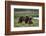 Brown Bear Cubs at Play 2-Art Wolfe-Framed Photographic Print