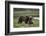 Brown Bear Cubs at Play 2-Art Wolfe-Framed Photographic Print