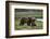 Brown Bear Cubs at Play 2-Art Wolfe-Framed Photographic Print