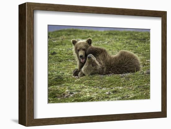 Brown Bear Cubs at Play-Art Wolfe-Framed Photographic Print