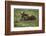 Brown Bear Cubs at Play-Art Wolfe-Framed Photographic Print