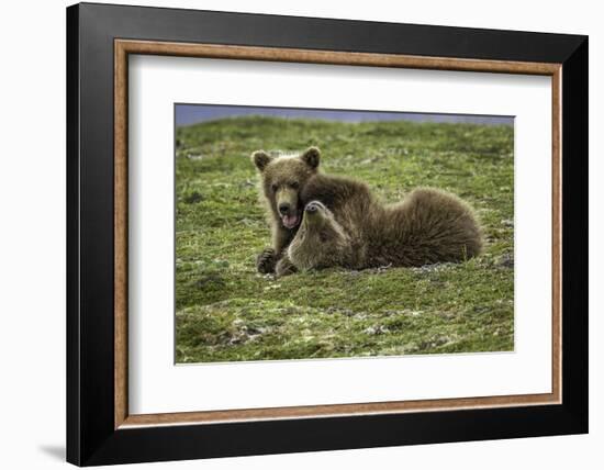 Brown Bear Cubs at Play-Art Wolfe-Framed Photographic Print