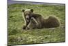 Brown Bear Cubs at Play-Art Wolfe-Mounted Photographic Print