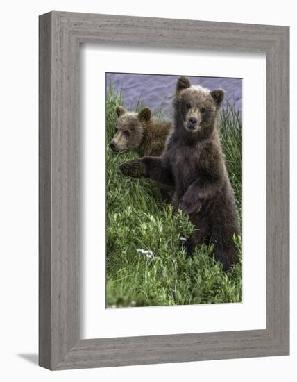 Brown Bear Cubs Close-Up-Art Wolfe-Framed Photographic Print