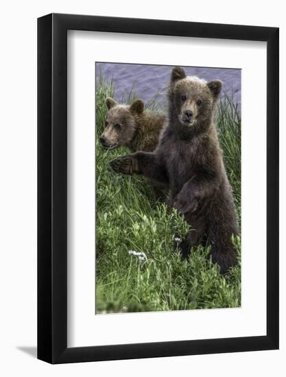 Brown Bear Cubs Close-Up-Art Wolfe-Framed Photographic Print