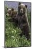 Brown Bear Cubs Close-Up-Art Wolfe-Mounted Photographic Print