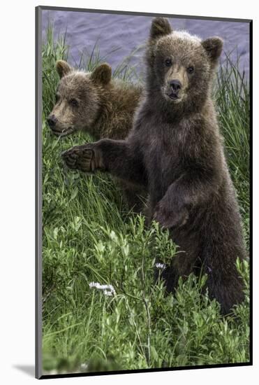 Brown Bear Cubs Close-Up-Art Wolfe-Mounted Photographic Print