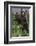 Brown Bear Cubs Close-Up-Art Wolfe-Framed Photographic Print