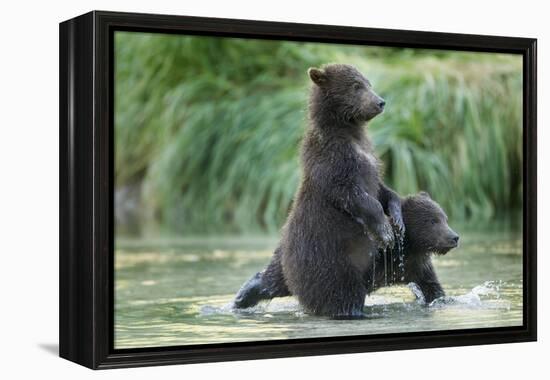 Brown Bear Cubs, Katmai National Park, Alaska-Paul Souders-Framed Premier Image Canvas