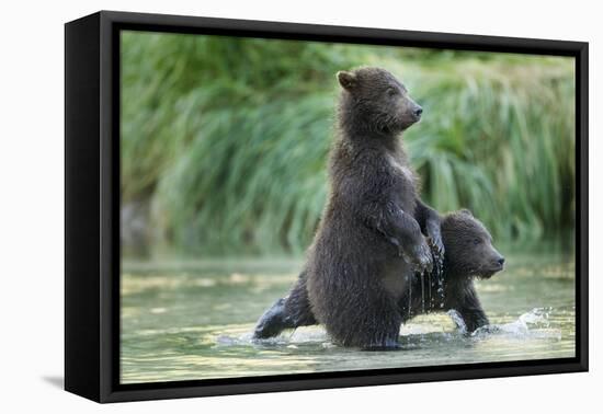 Brown Bear Cubs, Katmai National Park, Alaska-Paul Souders-Framed Premier Image Canvas