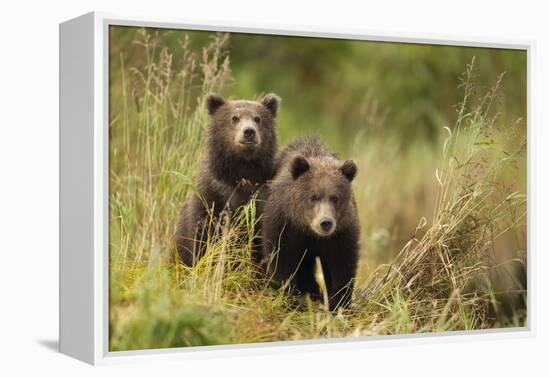 Brown Bear Cubs, Katmai National Park, Alaska-null-Framed Premier Image Canvas