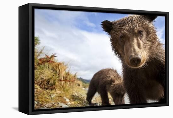 Brown Bear Cubs, Katmai National Park, Alaska-null-Framed Premier Image Canvas