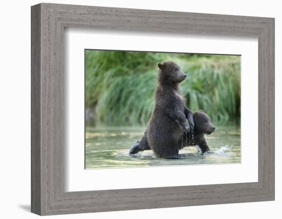 Brown Bear Cubs, Katmai National Park, Alaska-Paul Souders-Framed Photographic Print