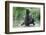 Brown Bear Cubs, Katmai National Park, Alaska-Paul Souders-Framed Photographic Print