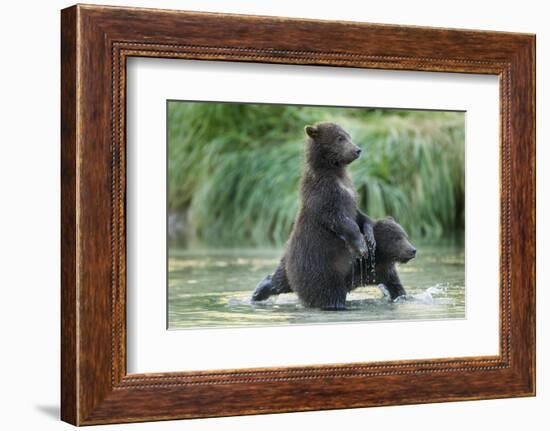 Brown Bear Cubs, Katmai National Park, Alaska-Paul Souders-Framed Photographic Print