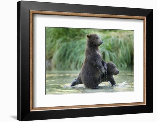 Brown Bear Cubs, Katmai National Park, Alaska-Paul Souders-Framed Photographic Print