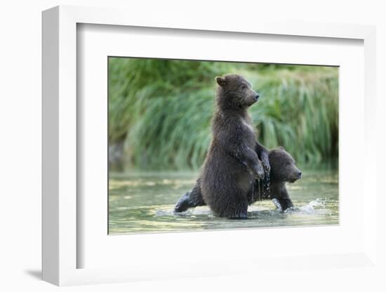 Brown Bear Cubs, Katmai National Park, Alaska-Paul Souders-Framed Photographic Print