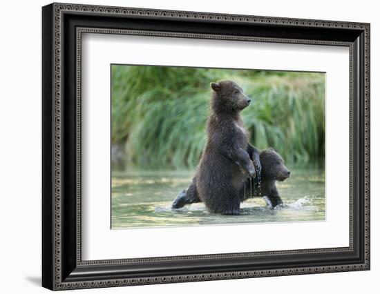 Brown Bear Cubs, Katmai National Park, Alaska-Paul Souders-Framed Photographic Print