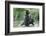 Brown Bear Cubs, Katmai National Park, Alaska-Paul Souders-Framed Photographic Print