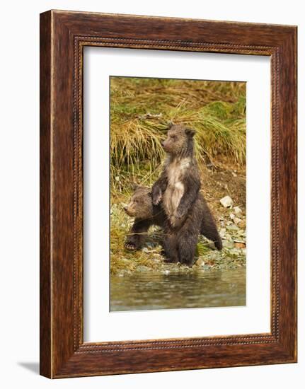 Brown Bear Cubs, Katmai National Park, Alaska-Paul Souders-Framed Photographic Print